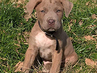 cucciolo cane corso fulvo